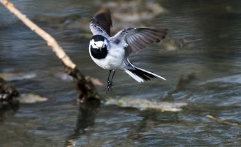 Wagtail / ***
