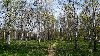 Spring forest. / ***
