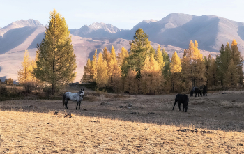 On the hillside / ***