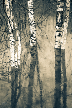 Birches / ***