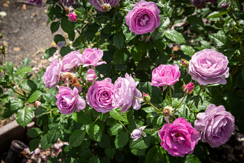 Rosebush / ......