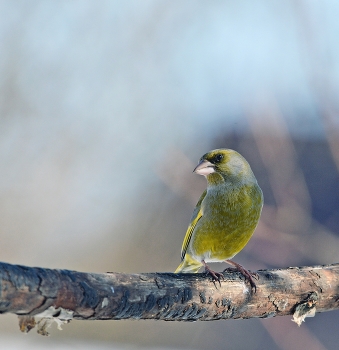 Yellow Wagtail / ***