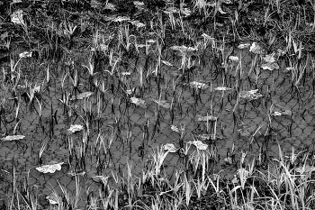 Life around / ***
