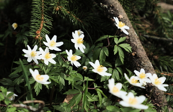 Spring mood / ***