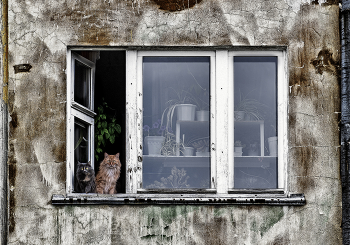 Window to the World / ***