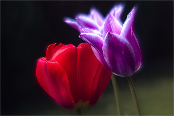 Tulips / ***