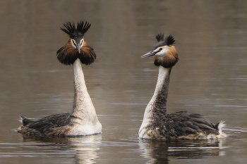 Great Crested Grebe / ***