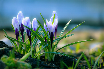 Crocuses / ...