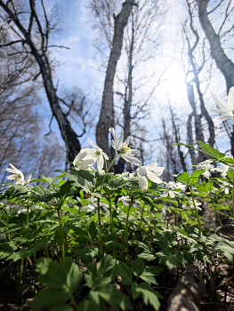 Primroses / ***
