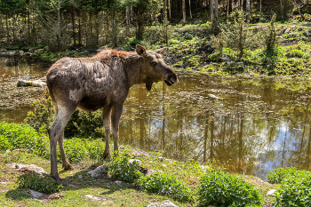 &nbsp; / Elch am Wasserloch
