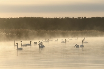 Swan Lake / ***
