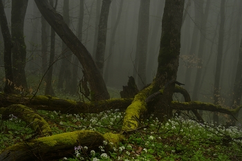 Foggy morning / ***