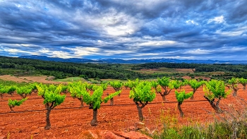 El Masroig - vinya - Priorat / El Masroig - vinya - Priorat