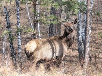 Siberian stag / ***