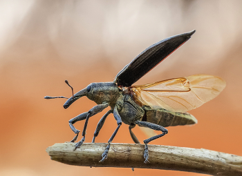Weevil / ***