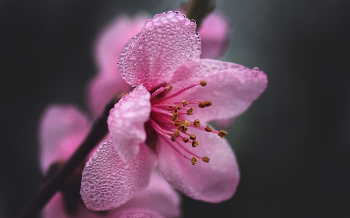 Flowering. / ***