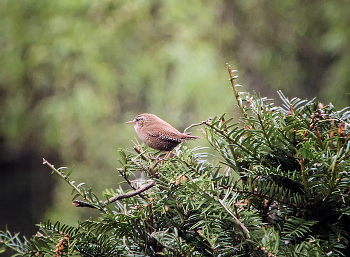 Wren / ***