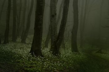Gloomy / ***