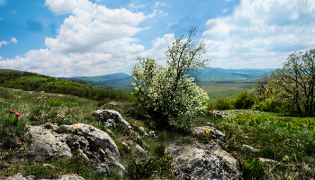 Spring in the foothills / ***