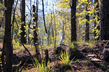 Morning in the forest / ***