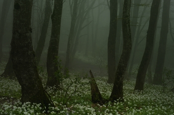 Foggy morning / ***
