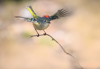 Ruby-crowned Kinglet / Ruby-crowned Kinglet