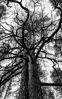 Web / ***
