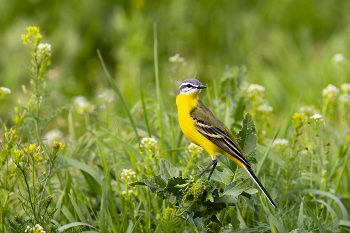 Yellow Wagtail / ***
