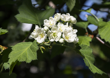 flowering time / ***