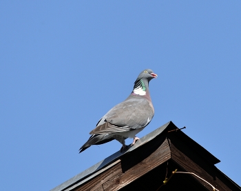 Ringdove / ***