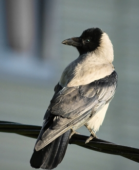 &nbsp; / ***