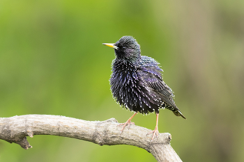 Starling / ***