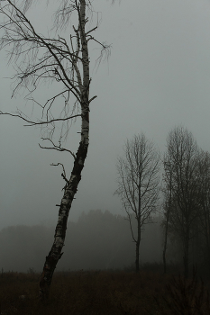 Fog 2 / ***