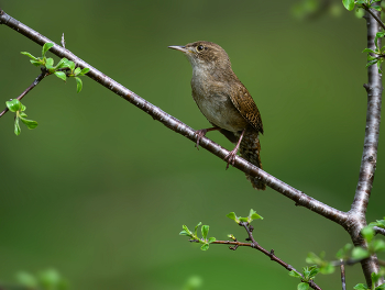 Northern House Wren / Northern House Wren
