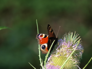 Butterfly / The photo shows a butterfly feeding on nectar, I think , I wonder if you like it?