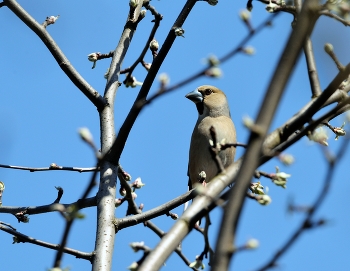 Grosbeak / ***