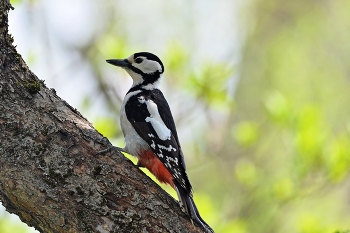 Woodpecker / ***