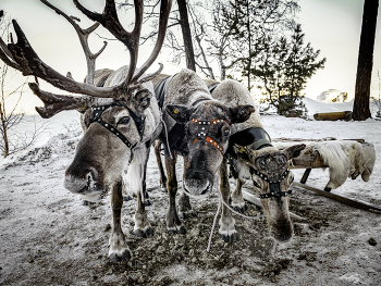 Deer / ***