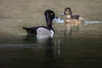 Ring-necked duck (m&amp;f) / Ring-necked duck (m&amp;f)