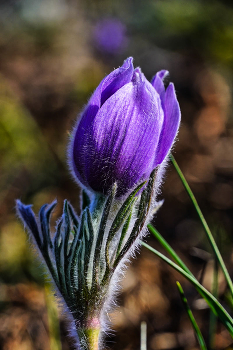 Pulsatilla Crimean / ***