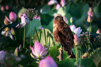 Marsh harrier / ***