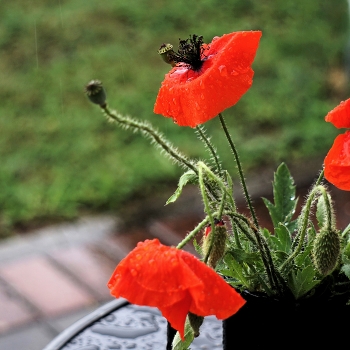 Poppies / ***