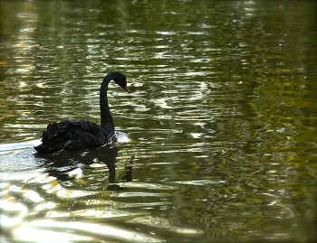 Alone / ***