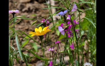 Farben des Sommers / Auf einer Blühwiese gesehen