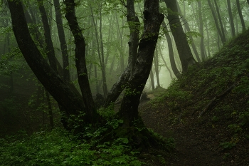 Foggy morning / ***