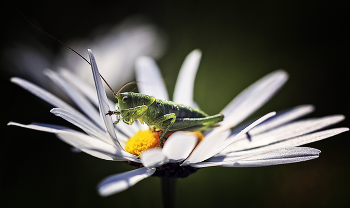 About Grasshopper / ***