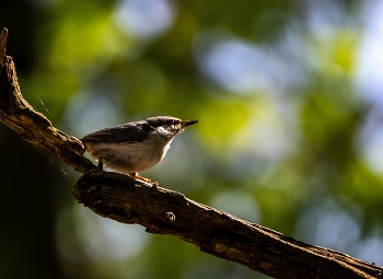 Nuthatch / ***