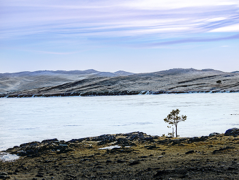 Pine / ***