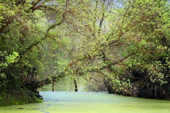 Old pond ... / ***