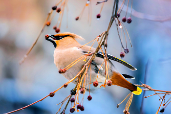 waxwing / ***